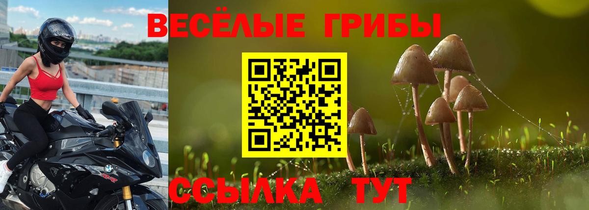 Галлюциногенные грибы Psilocybine cubensis Амурск